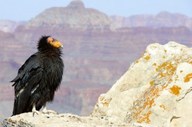 California Condor at Grand Canyon National Park