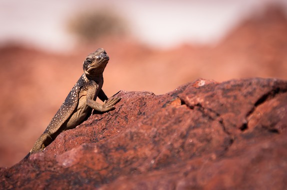 Chuckwalla