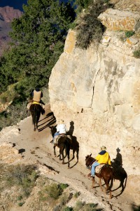 Grand Canyon Mule Tour