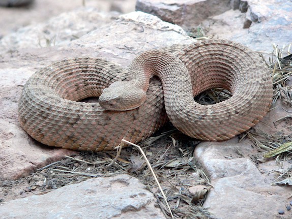 Rattlesnake_72094651