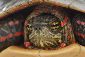 turtle hiding - western painted turtle inside its shell on white background