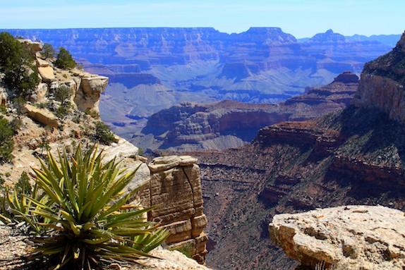 Plant at the Grand Canyon